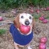 Dog With Apple