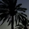 dk_ytr