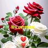 user17780510244522