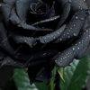 gresmary60