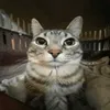 pancake_454