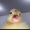 totallynotme466