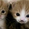 cat_loverr288