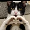 gayette72