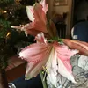 53lllp