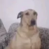 abcbwf