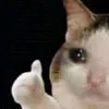 oachxalachvocung0000