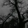alexinoq0