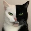 bxnanazz