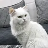hsanska