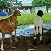 asiamahalbert2