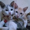 momo_mumu8