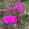 rose59093