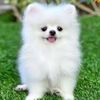 dog funy