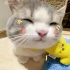 meoquangthuong01