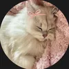 yaqeen_348