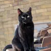 cat_soundsz