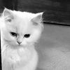flwryishaaa_