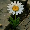 tasnim.brahmi17