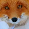 fox_mp_