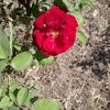 farha.abdelrahman4