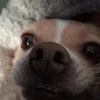 holasoymor4