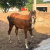ahmadabdullah4_11