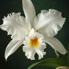 cattleya51i