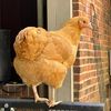 threechickshomestead