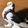 pellumba_