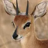 thedeer143