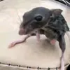 pedro_sem_p_lives240