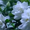 nur_11228