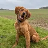 Ronnie the Retriever