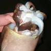 eldelmarinoteraja