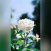 beib.ni3