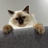 nori.the.ragdoll