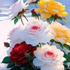 miss.nasima60
