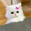 ntn_68209