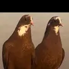 لوفت الحجامي