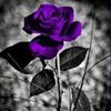 ezz_2590