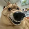 dogvn12345mcpc