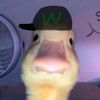 randomduckindm