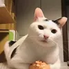 1www.tiktok.com.bahar