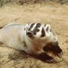gold3nbadger