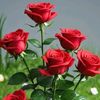 jaana8212