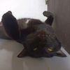 ciboyblack