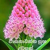 kanthi.kanthi288