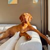 Hunter the vizsla