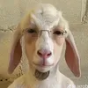 jamal2_11